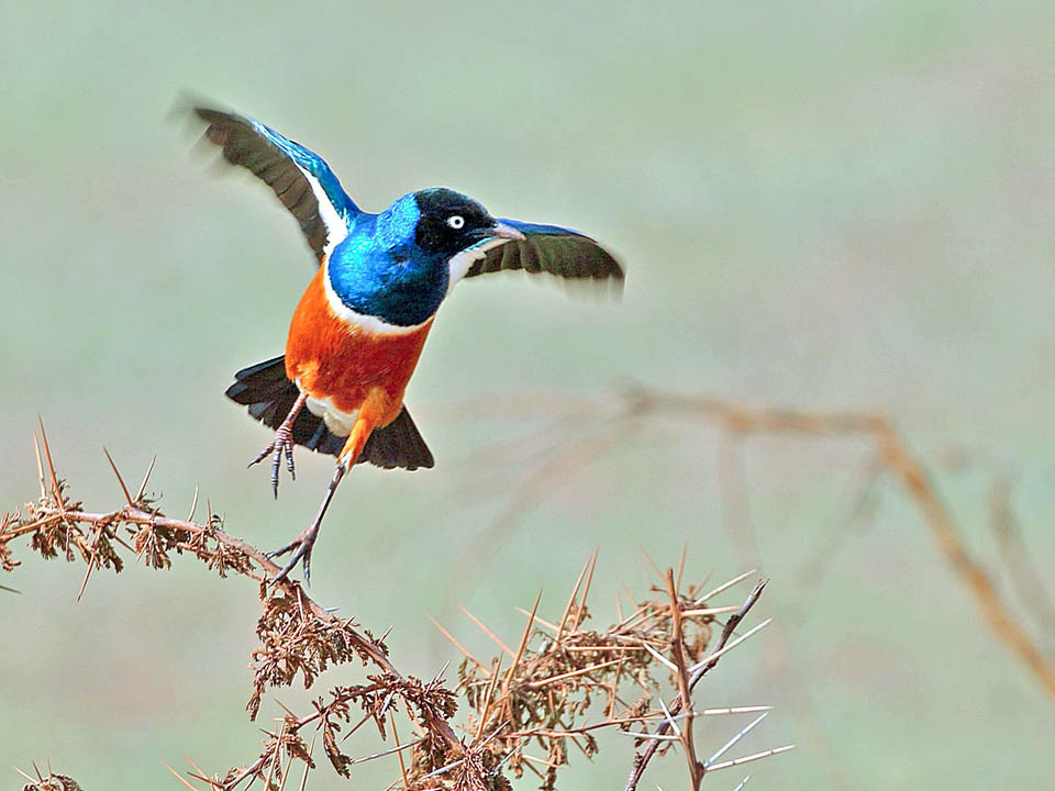 Really splendid, Lamprotornis superbus is a real jewel of savannah, that nowadays looks, being opportunist, for the anthropized sites.