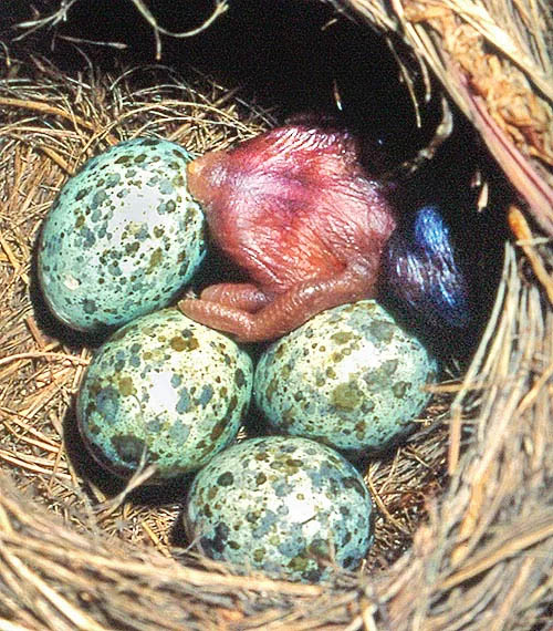 Las crías, aquí en un nido de Acrocephalus arundinaceus, nacen antes que los huéspedes e instintivamente, gracias al hueco de su espalda, arrojan los demás huevos fuera del nido.