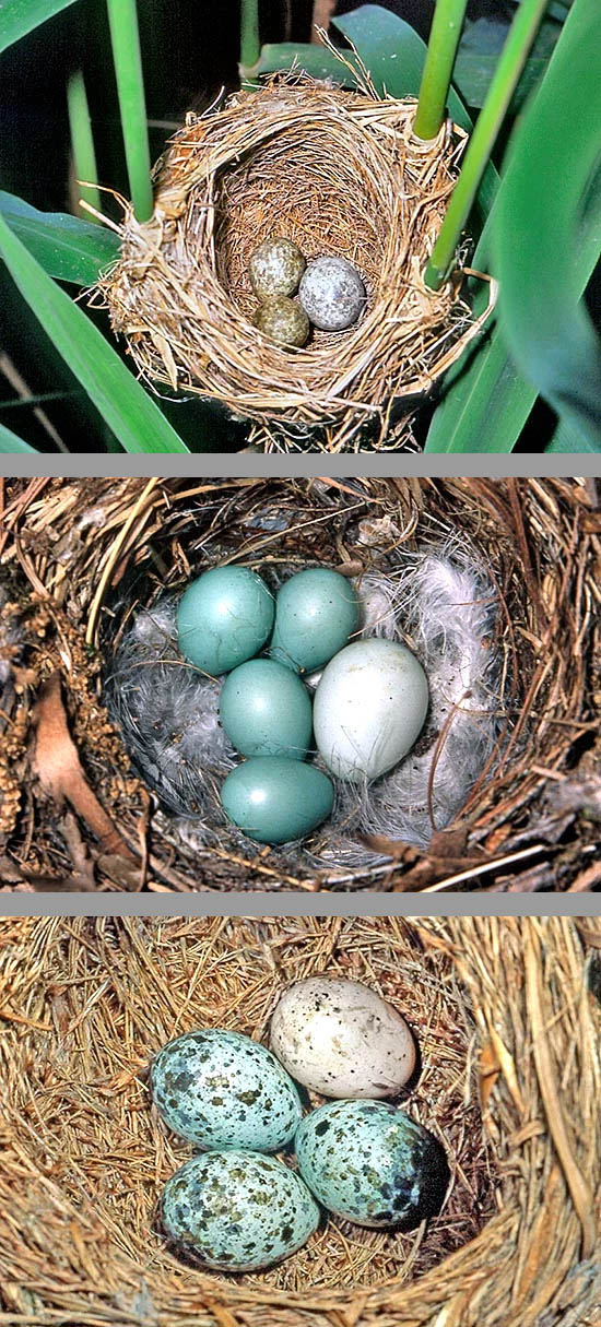 Hay alrededor de cien especies parasitadas de Cuculus canorus. Aquí, de arriba a abajo, nidos de Acrocephalus scirpaceus, Phoenicurus phoenicurus y Acrocephalus arundinaceus. Las diferencias evidentes en el color de los huevos no crean problemas.