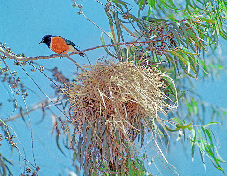 The nest, sometimes stolen, is often a showy tangle of twigs with an opening at the bottom on inaccessible trees.