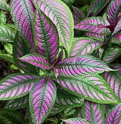 Strobilanthes dyeriana - Monaco Nature Encyclopedia