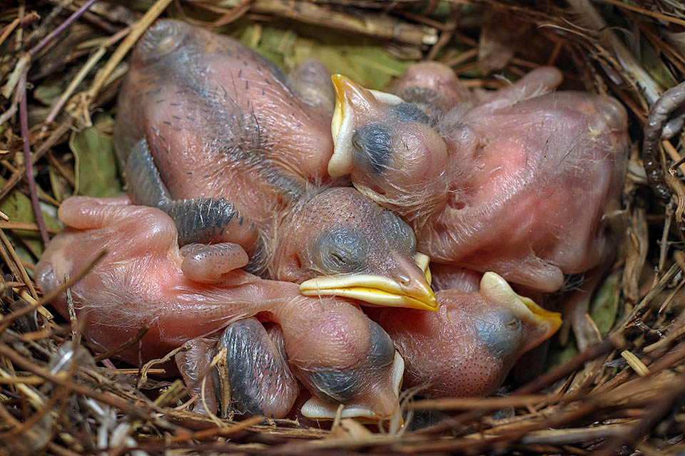 La femelle de Acridotheres tristis dépose 4 à 6 œufs bleu turquoise, qui sont incubés pendant environ 18 jours. Les petits, nés sans plumes, restent dans le nid pendant encore 3 semaines.