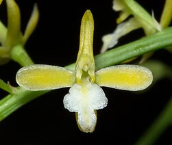 Acriopsis liliifolia - Monaco Nature Encyclopedia