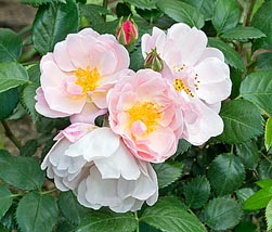 Rosa ‘Utopia’ - Monaco Nature Encyclopedia