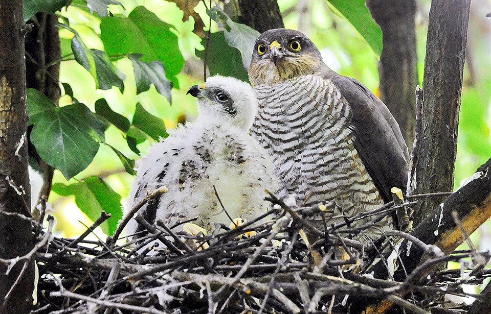 Mother attentive with growing chock. When they get the adults size the young pass on the near branches because the nest could not sustain the weight of the big family © Gianfranco Colombo