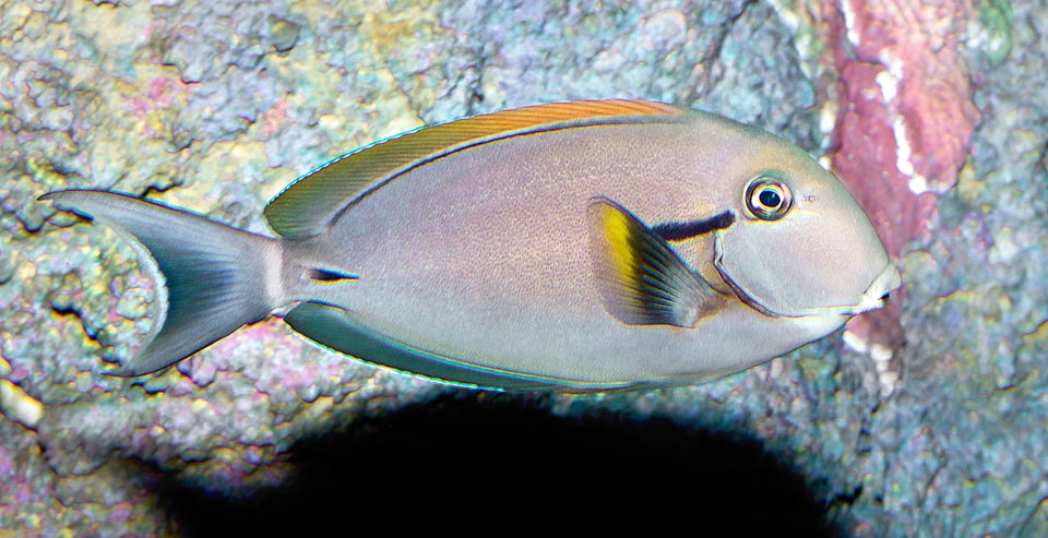 Acanthurus nigricauda, Acanthuridae, Blackstreak surgeonfish, Epaulette surgeonfish