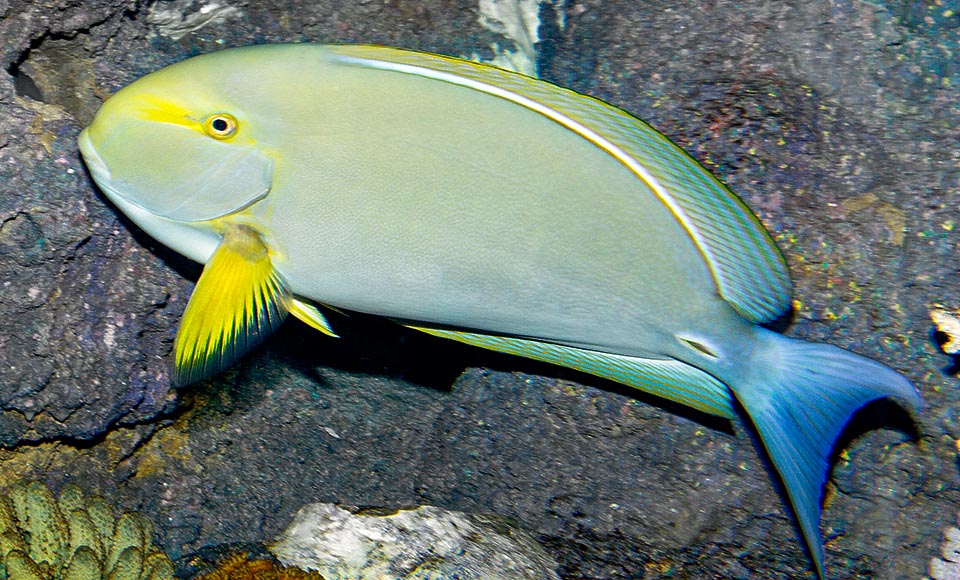 Acanthurus xanthopterus, Yellowfin surgeonfish, Acanthuridae, 