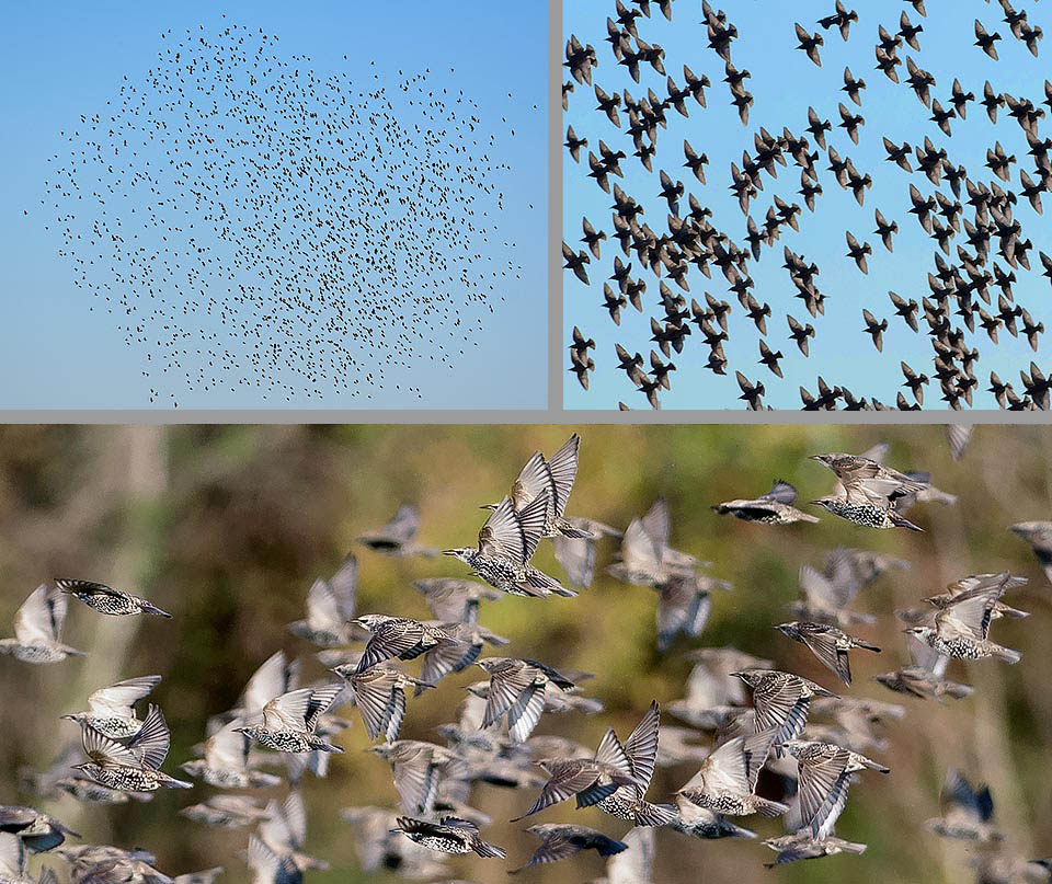 Sturnus vulgaris è spesso stanziale, ma ai primi freddi le popolazioni del Nord migrano in massa con stormi impressionanti di migliaia d’individui.