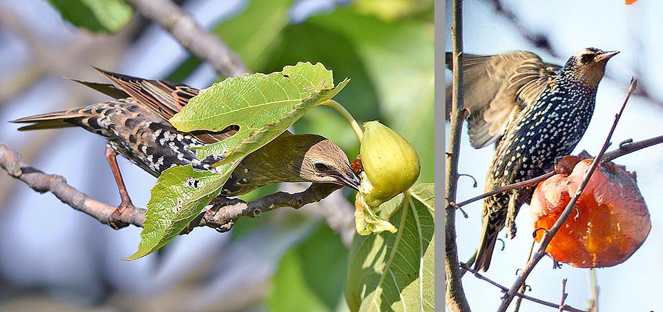 Ecco Sturnus vulgaris all’opera nel frutteto casalingo. Uliveti e vigneti sono fra i più colpiti ed anche se mangia molti insetti il bilancio agricolo è decisamente in rosso.