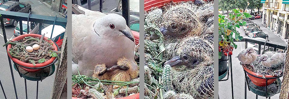 Streptopelia decaocto nidifica in un vaso di cactus, su un terrazzino milanese, dopo aver mangiato come insalatine tutte le piante appetibili. Ha lasciato stare, chissà perché, il geranio. Forse, come quando nidificava fra i rami, per una protezione mimetica dagli attacchi aerei o semplicemente per far ombra al nido o per l’odore inappetibile delle foglie.