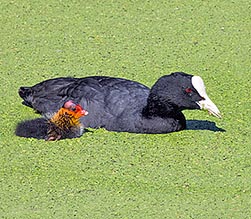 Fulica atra - Monaco Nature Encyclopedia