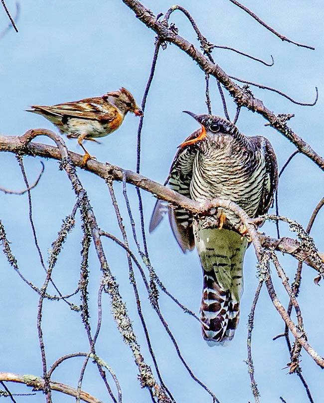 An egg of Cuckoo (Cuculus canorus) had been laid in the nest of Fringilla montifringilla and the odd insatiable pullus still asks for food.