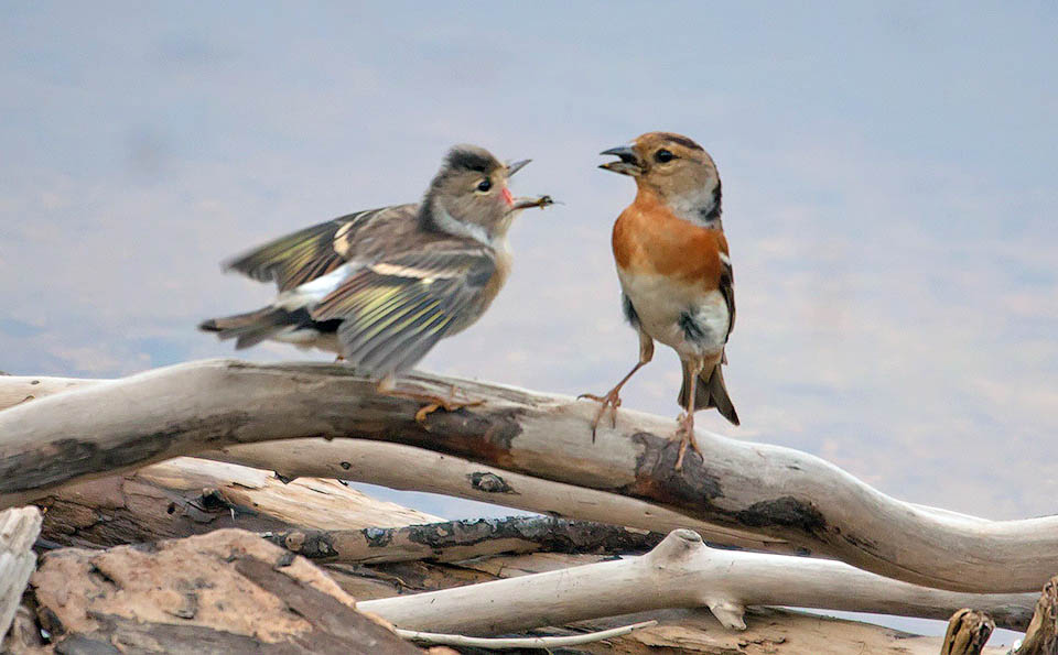 The young, which are born blind and naked, are fed by both parents. They leave the nest about two weeks after birth and are still fed for some time.