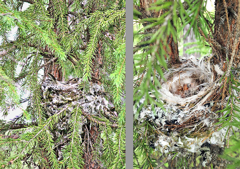 The nest of Fringilla montifringilla is a typical fringillid cup, sufficiently deep and well sized, built with mosses and lichens and lined inside with soft and tiny material.