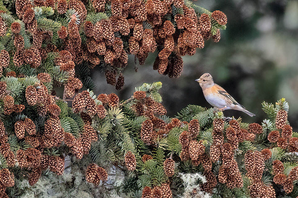 Female of Fringilla montifringilla seen by Christmas in Clallam County, at the boundary between USA and Canada. Maybe a small flock took the wrong way to South passing through Greenland.