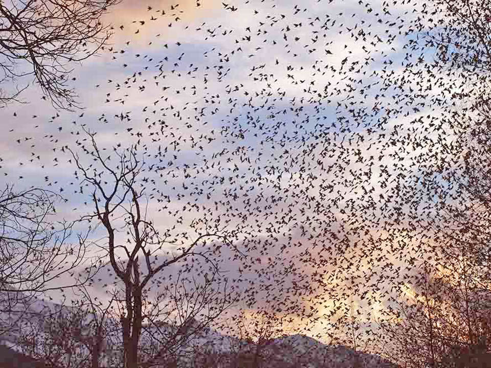 They may even count thousands of individuals and in the evening they gather to spend the night together.