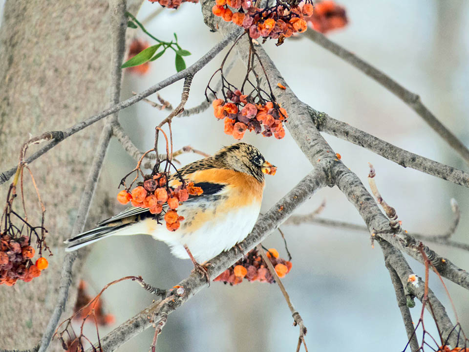 With the cold arrival the food gets scarce and Fringilla montifringilla leaves the nesting area.