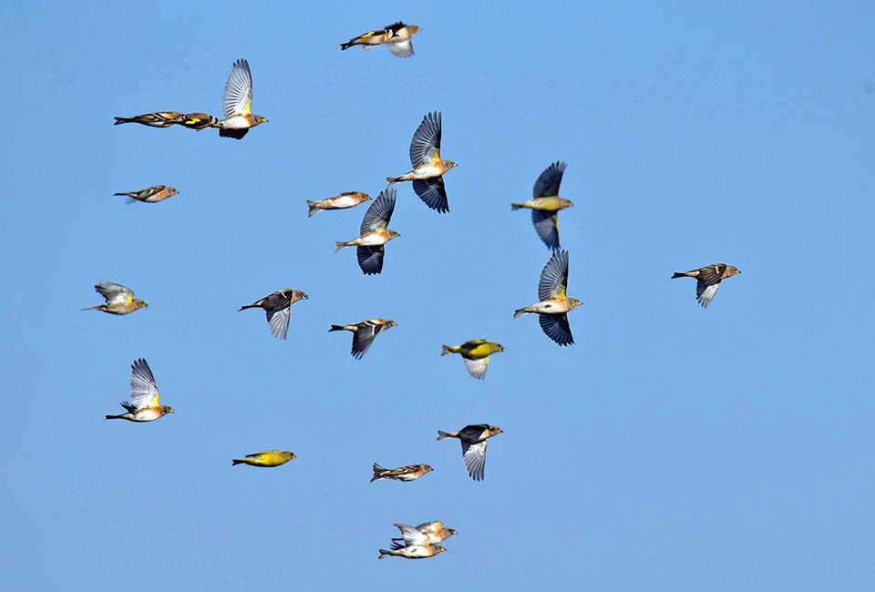 With the cold arrival the food gets scarce and Fringilla montifringilla leaves the nesting area.