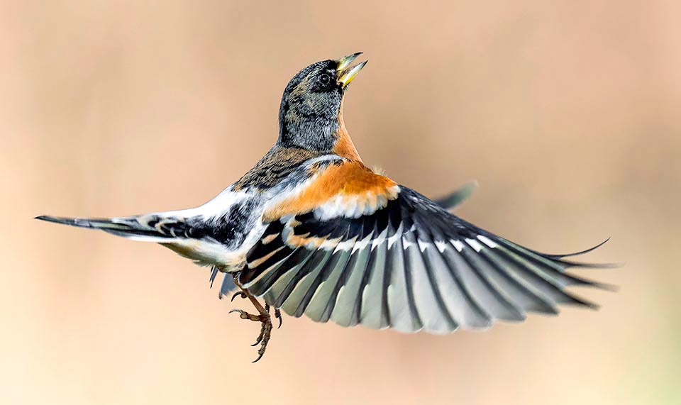 The chest highlights a wide band of bright orange colour wrapping part of the back and sides contrasting with the jet black remiges.