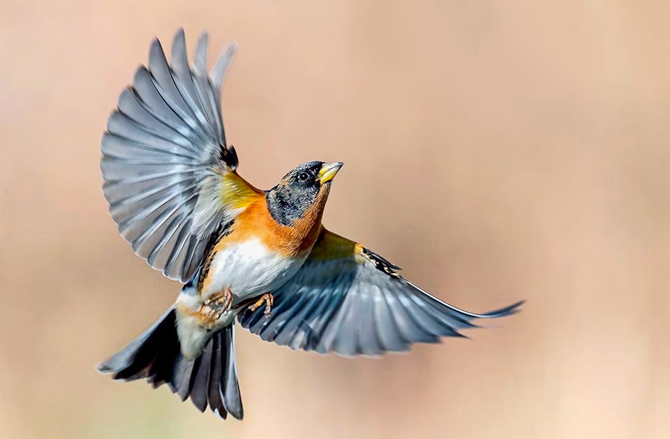 Brambling male (Fringilla montifringilla). Close relative of Finch (Fringilla coelebs), occupies the coldest area of the palearctic, reaching much more north latitudes.