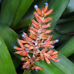 Aechmea coelestis - Monaco Nature Encyclopedia