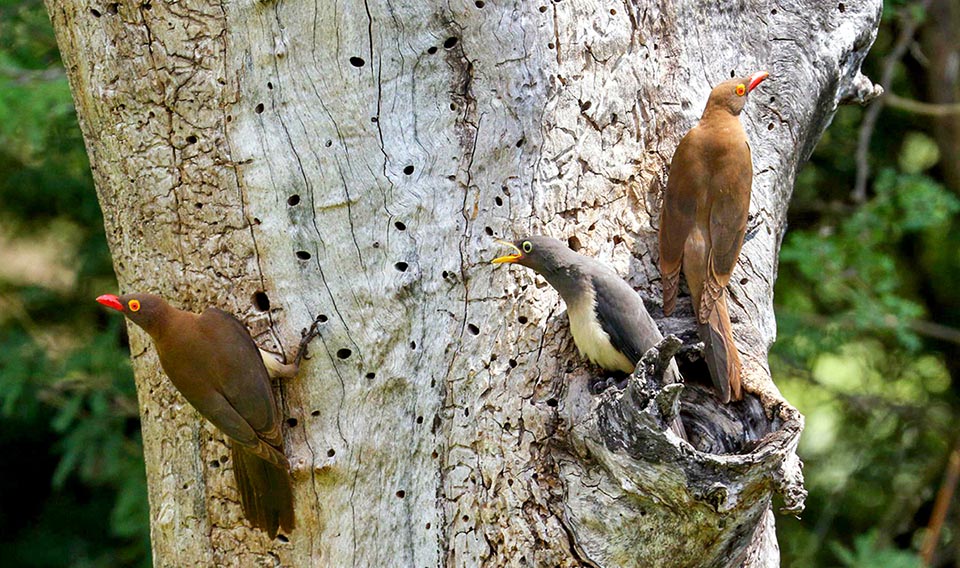 Voici un oisillon de Buphagus erythrorhynchus désormais grand, montrant un plumage juvénile, qui demande encore de la nourriture à ses parents.