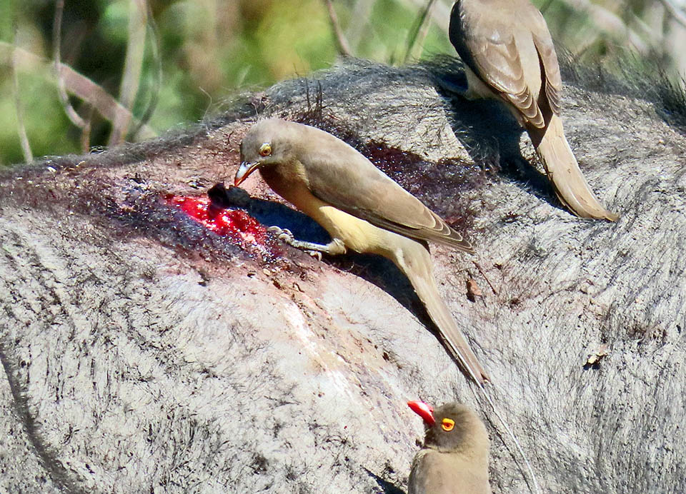 Mais l’effet secondaire est une petite blessure qui fait couler quelques gouttes de sang dont Buphagus erythrorhynchus se nourrit avidement. Il est rejoint par des confrères, très intéressés par cette source facile de nourriture, mais la lésion risque ensuite de s’étendre et de devenir permanente. Et ainsi le pique-bœuf, qui semblait être un bienfaiteur, devient un vampire.