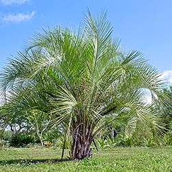 Arecaceae Archivi - Monaco Nature Encyclopedia