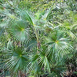 Coccothrinax Archivi - Monaco Nature Encyclopedia