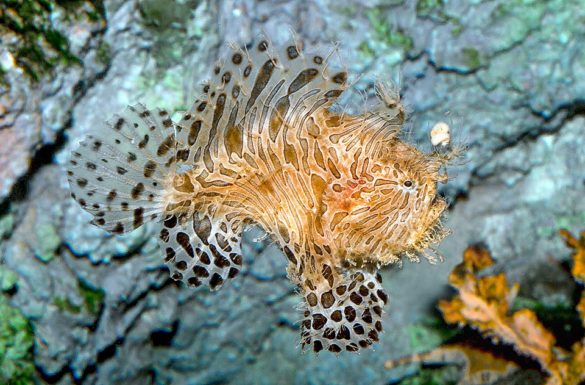Antennarius striatus - Monaco Nature Encyclopedia