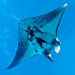 Mobula alfredi - Monaco Nature Encyclopedia