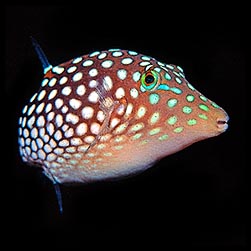 Canthigaster jactator - Monaco Nature Encyclopedia