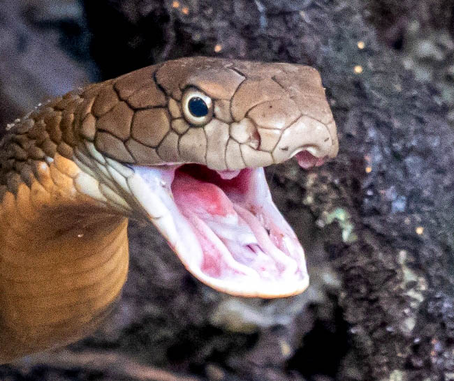 Ophiophagus hannah con la bocca aperta minacciante. I denti veleniferi sono poco visibili, ma la quantità di veleno di cui dispone è enorme, tanto che potrebbe uccidere persino un elefante adulto nell’arco di poche ore.