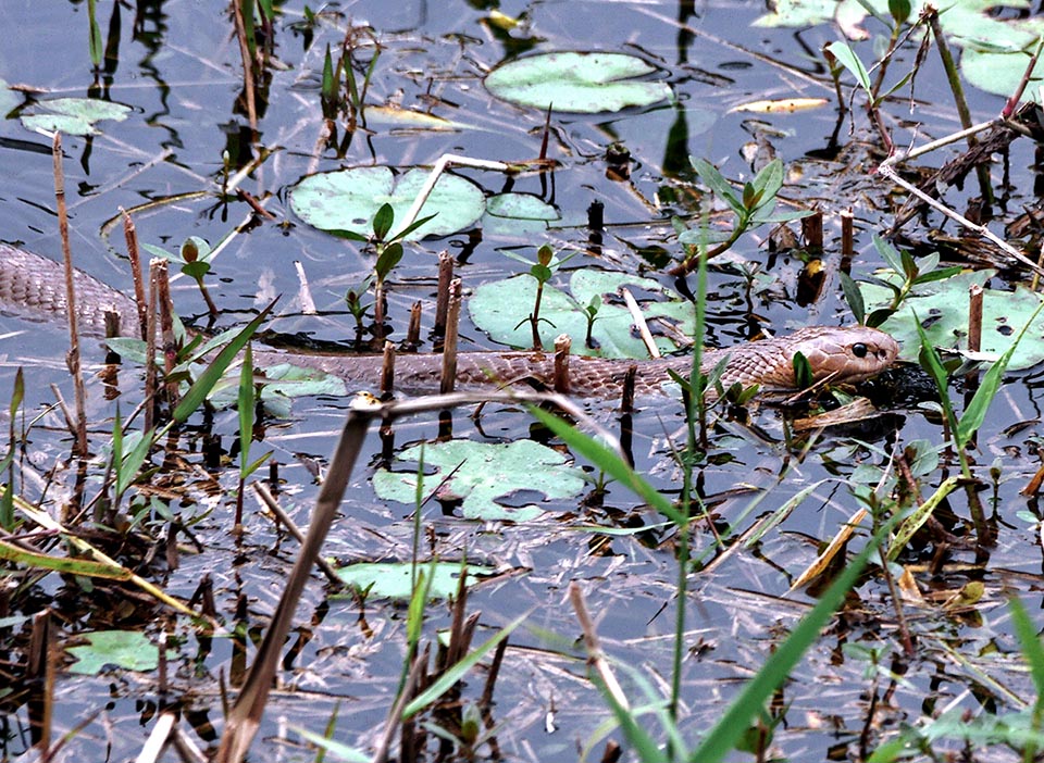 Questo ha sentito l’odore della sua preda preferita, il Serpente dei Ratti Orientale (Ptyas mucosa) e lo segue in un acquitrino paludoso.