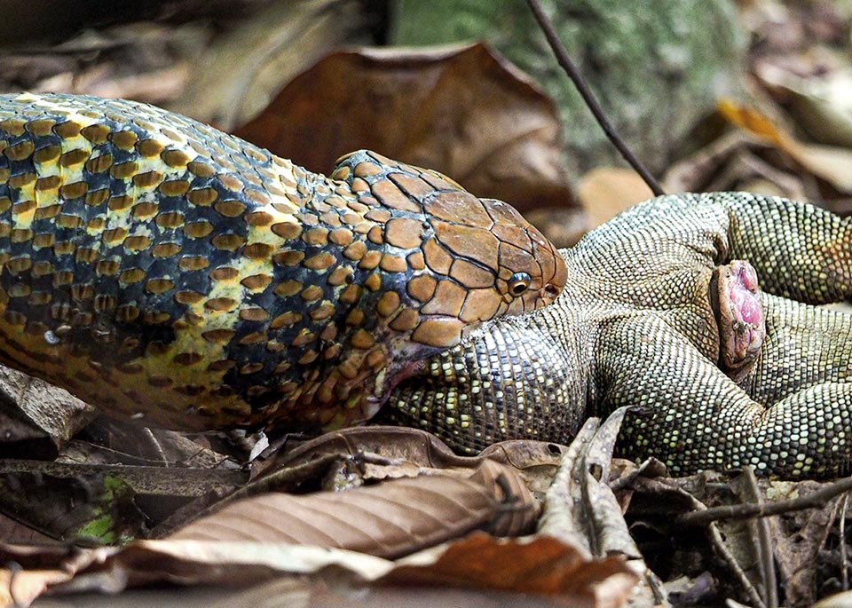 Qui inghiotte un varano. Se il cibo scarseggia può attaccare uccelli e mammiferi, ma le prede abituali sono i serpenti, persino conspecifici perché non è immune al suo veleno.