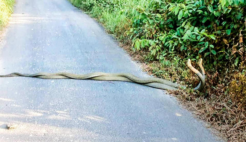 Nei tornei amorosi fra maschi di Ophiophagus hannah il veleno non viene però usato nell’interesse della specie. I due campioni s’intrecciano e vince il più forte che spinge a terra il capo del rivale.