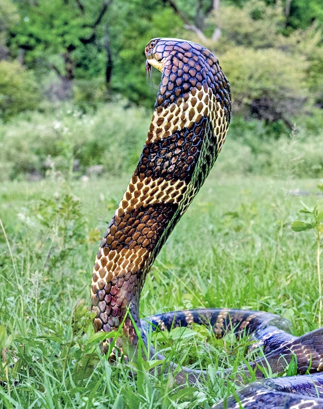 A differenza degli altri cobra, il cappuccio di Ophiophagus hannah non reca finti occhi ma due linee gialle o chiare a forma di freccia.