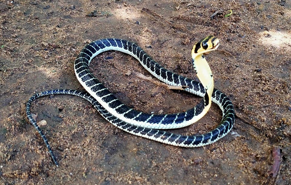 Un giovane Ophiophagus hannah. Già così piccolo è del tutto autonomo e può rizzarsi grintoso come i genitori.