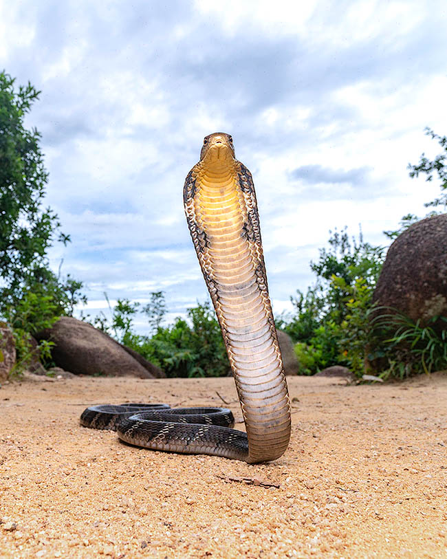 Quando si sente minacciato Ophiophagus hannah può drizzarsi per circa un terzo del corpo, anche oltre un metro dal terreno con appiattimento laterale del dorso, esparsione del cappuccio e terrificanti sibili dissuasivi.