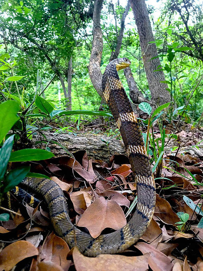 Attivo in genere durante il giorno, Ophiophagus hannah è diffuso nell’Asia tropicale, subtropicale e temperata, dal livello del mare fino a 2300 m d’altitudine, ma solo nelle regioni molto umide che superano 1500 mm di pioggia all’anno.