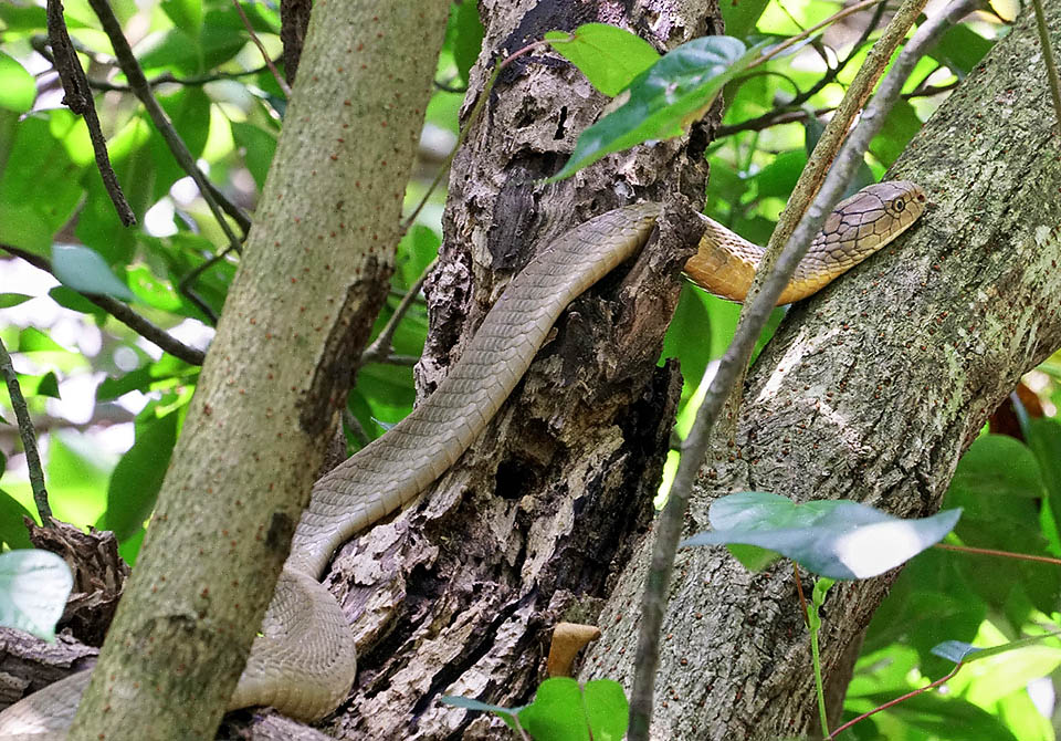 Ophiophagus hannah si muove agevolmente sia sul terreno che sugli alberi dove può arrampicarsi in cerca di prede fino a 20 m d’altezza