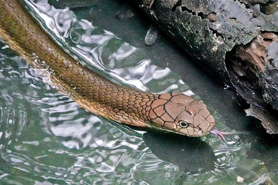 Ophiophagus hannah è perfettamente in grado di nuotare e qui si notano molto bene le grandi squame occipitali che lo distinguono, oltre al resto, dal genere Naja.