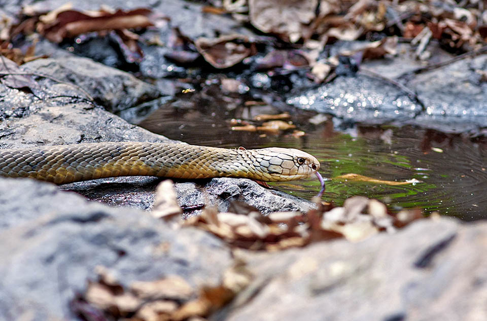 Anche nel periodo riproduttivo, quando Ophiophagus hannah non mangia, non può comunque fare a meno di bere.