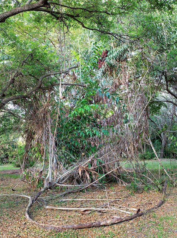 Plectocomia elongata - Monaco Nature Encyclopedia