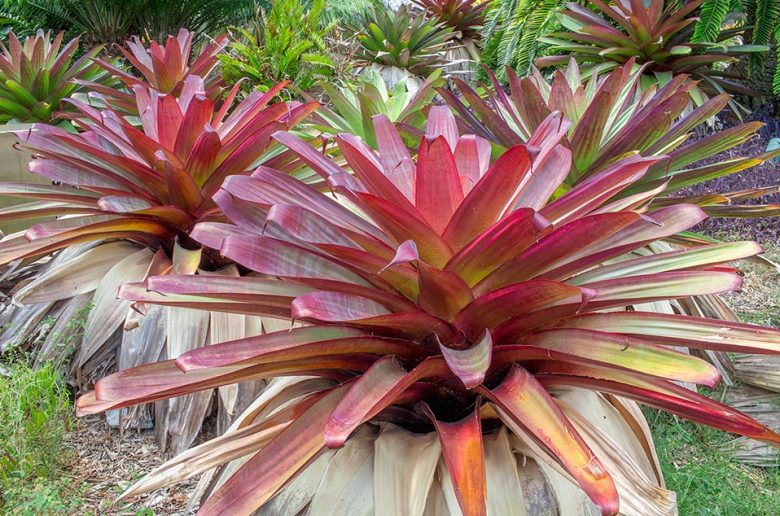 Alcantarea imperialis - Monaco Nature Encyclopedia