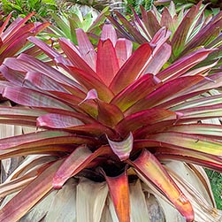 Alcantarea imperialis - Monaco Nature Encyclopedia