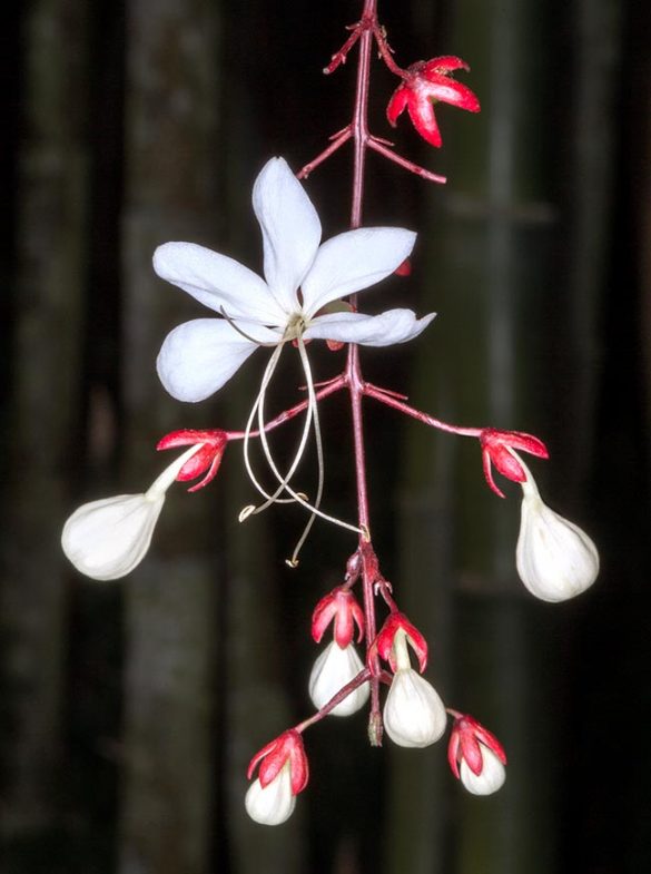 Clerodendrum schmidtii - Monaco Nature Encyclopedia