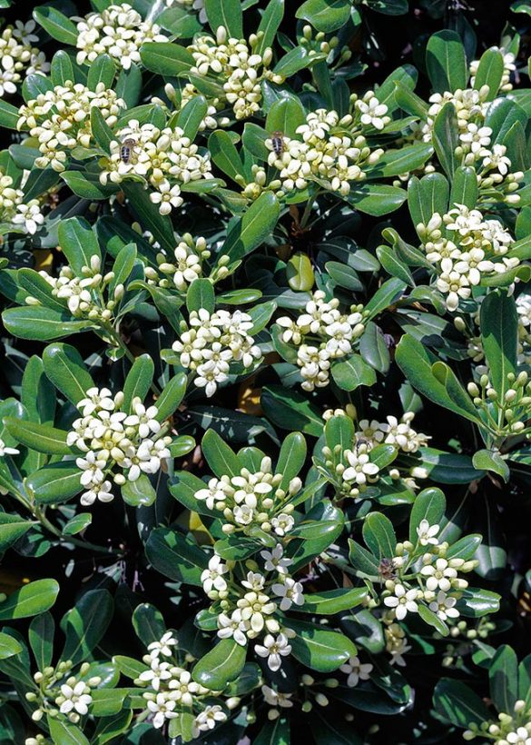 Pittosporum tobira - Monaco Nature Encyclopedia