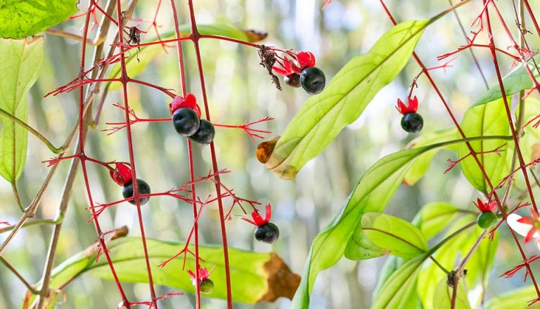 Clerodendrum schmidtii - Monaco Nature Encyclopedia