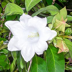 Portlandia grandiflora - Monaco Nature Encyclopedia